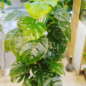 monstera plant 4ft