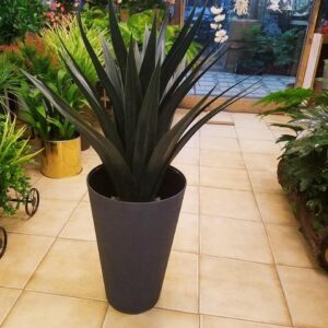 draceena with pot