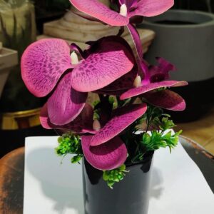 Mini orchids (magenta)