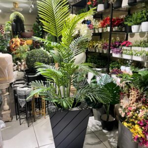 Exclusive Areeca Palm 5.5ft With Pot