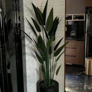 Banana Palm Small Leaf 6ft