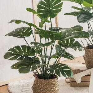 Monstera with Cane basket 2ft