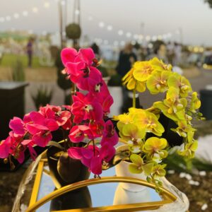 yellow Orchids With pot